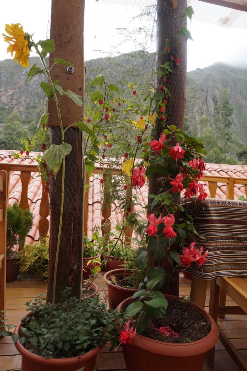 Ollantaytampu Hostel Patacalle Main image